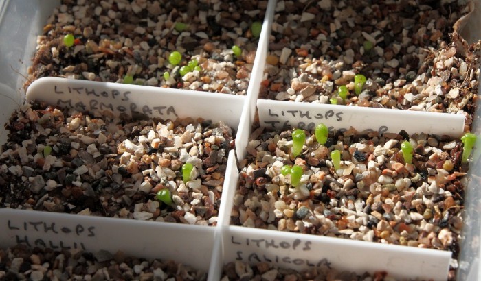 Lithops seedlings (3) 23 March 2014.JPG