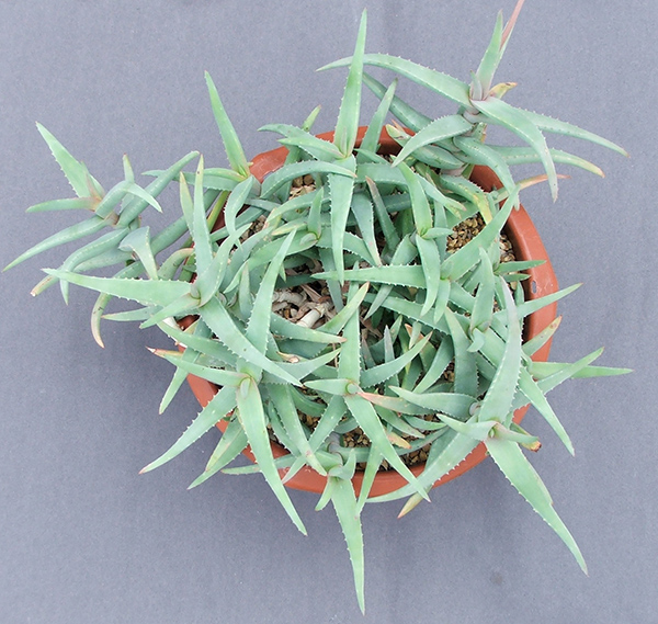 DSCF5290 Aloe cremnophila small.jpg