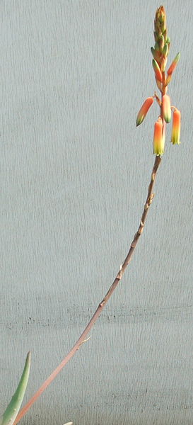 DSCF5286 Aloe cremnophila flowers small.jpg