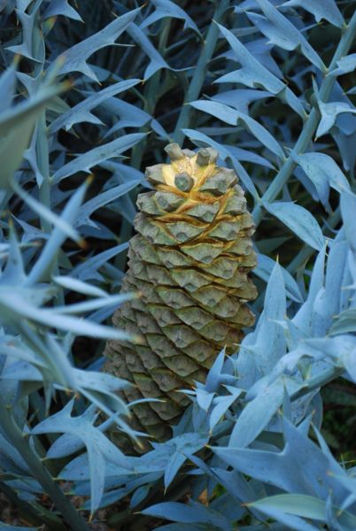 Encephalartos arenarius blue cone W.jpg