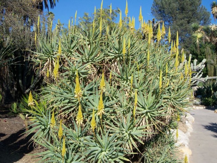 Aloe arborescens yellow form (Huntington)