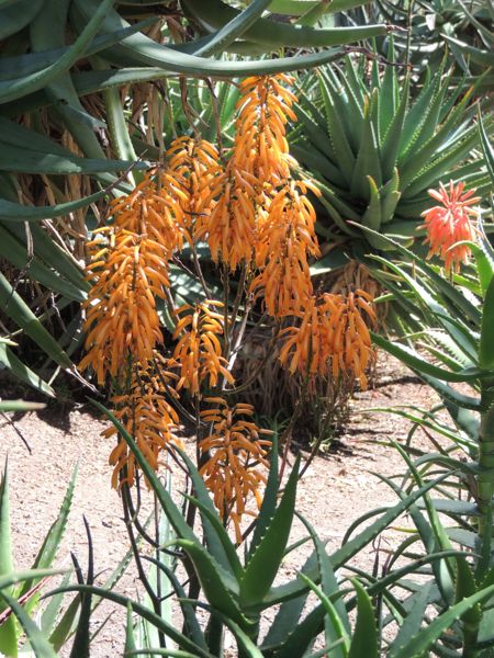 Aloe dawei hybrid (Huntington)