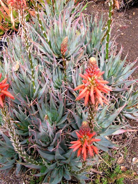 Aloe glauca (Huntington)