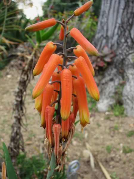Aloe gracilis (Huntington)
