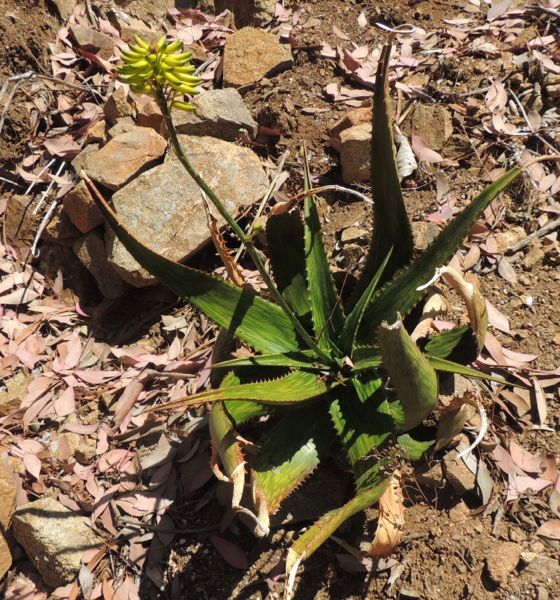 Aloe harlana yellow form in Rancho Soledad nursery