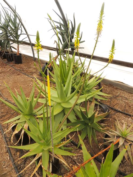 Aloe hijazensis (aka collenetae, I think)