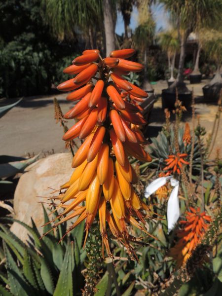 Aloe marlothii x sinkatana in Rancho Soledad nursery