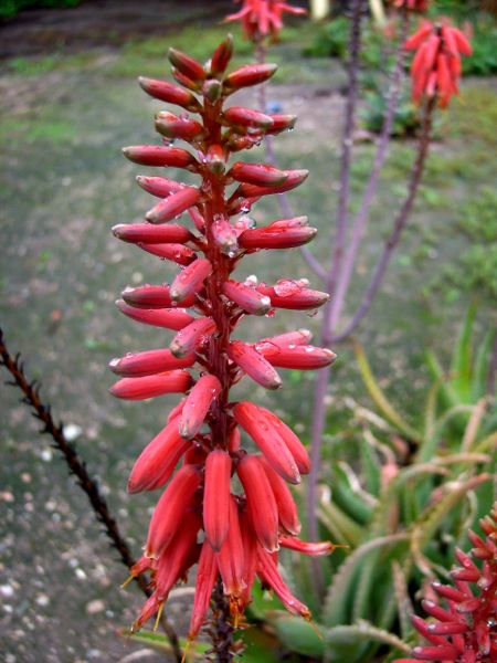 Aloe massawana in the Los Angeles arboretum
