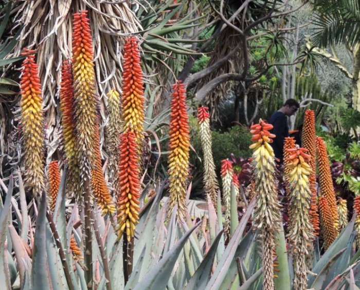 Aloe petricola flower varieties, Huntington gardens