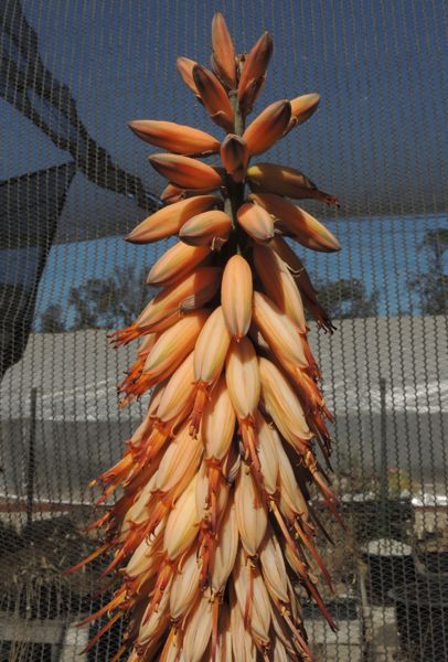 Aloe schoelleri Ventura county, California