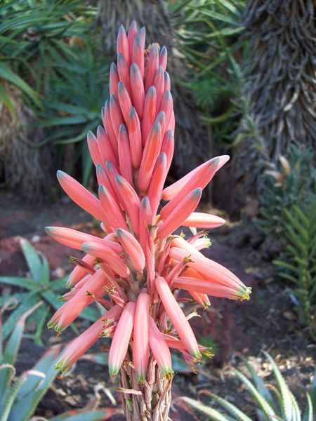 Aloe surpafoliata flower in Huntington