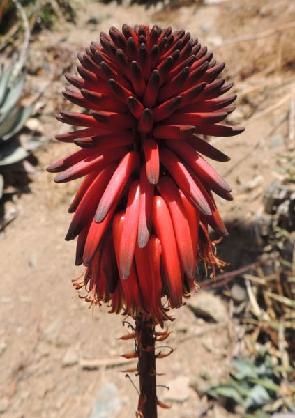 Aloe ukambensis in Rancho Soledad nursery