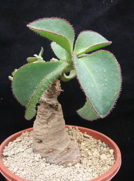 monadenium echinulatum 12_14.jpg