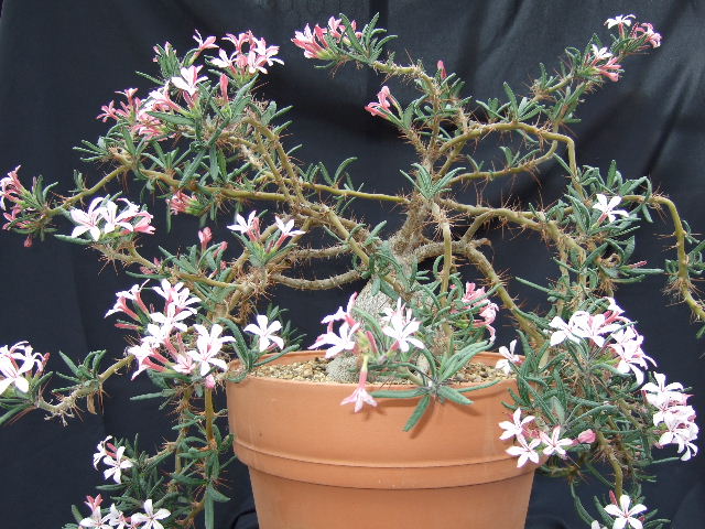 Pachypodium succulentum 1.JPG