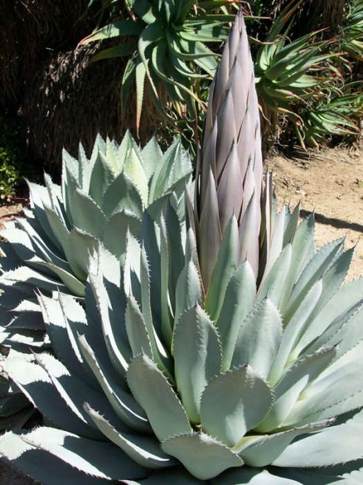 Agave parryi new flower pale blue-green.jpg