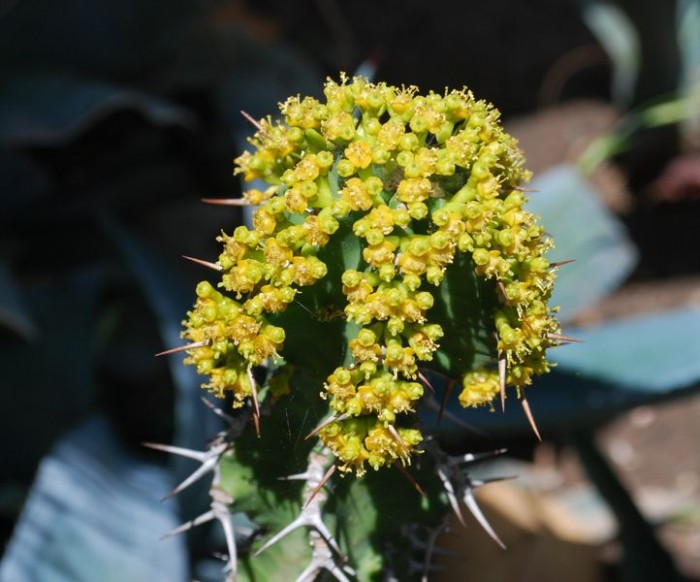Euphorbia perangusta flowering 5-11.jpg