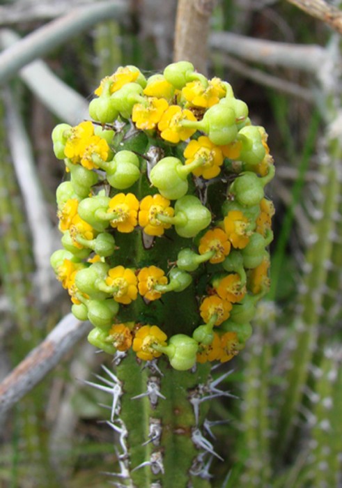 Euphorbia classenii