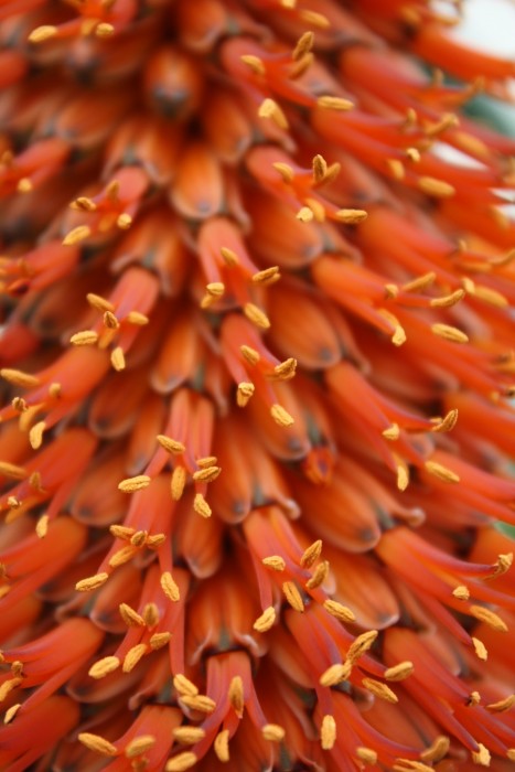 Aloe ferox Sheffield Botanical Gardens, March 2015