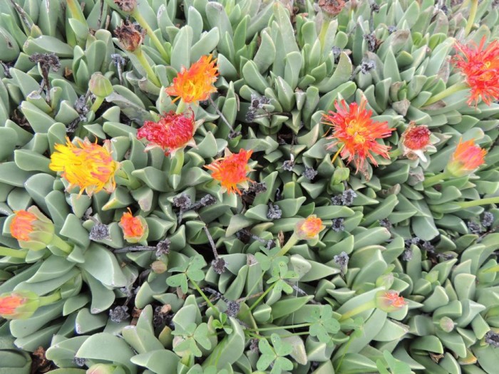Machairophyllum bijlii in used flowers H March.jpg