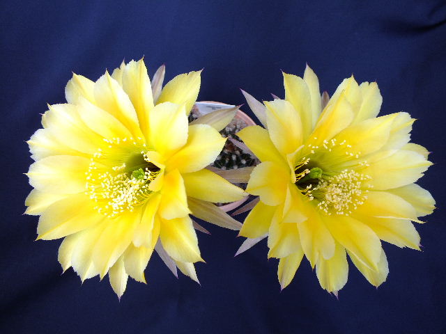 Echinopsis yellow.JPG