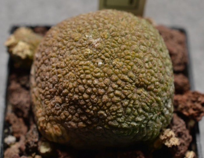 The weird Pseudolithos. You can see some of the crystallised liquid on the top of the plant. I don't know whether this is common in Pseudolithos. None of my other plants do this.