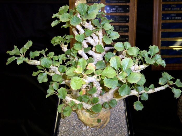Dorstenia gypsophila.jpg
