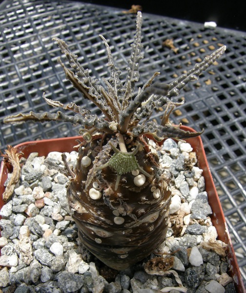 Dorstenia lancifolia ccc.JPG