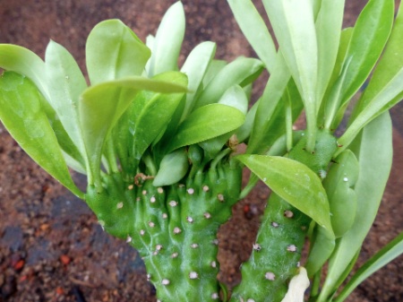 Euphorbia nivulia cristata.jpg