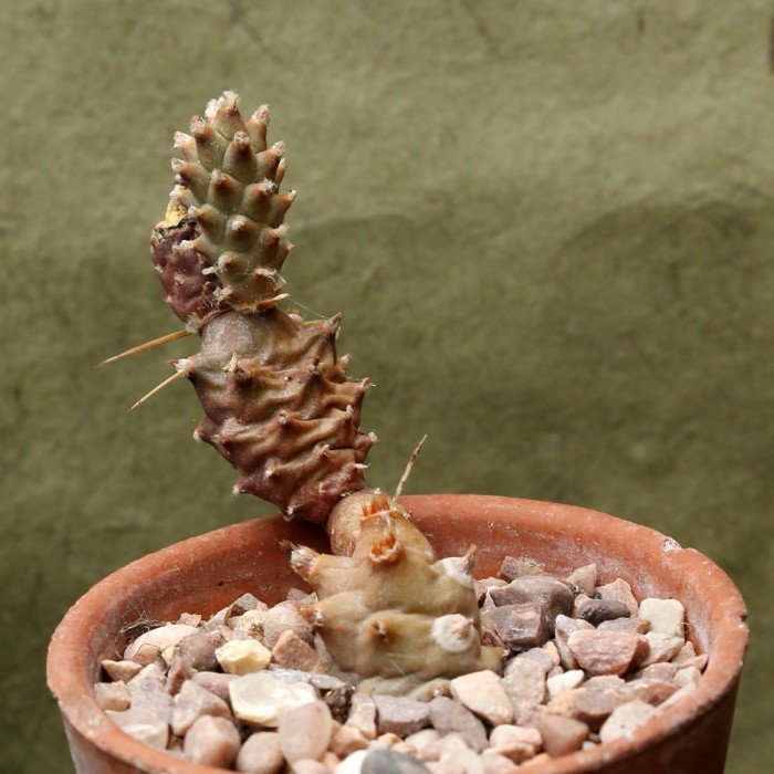 Tephrocactus articulatus 0001.jpg