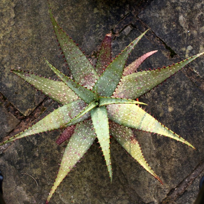 Aloe microstigma0001.jpg