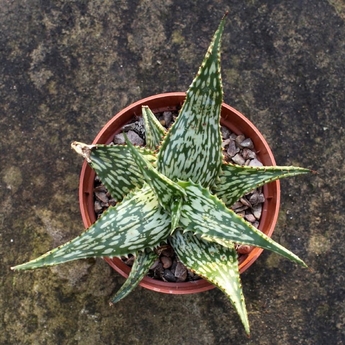 Aloe somaliensis0001.jpg