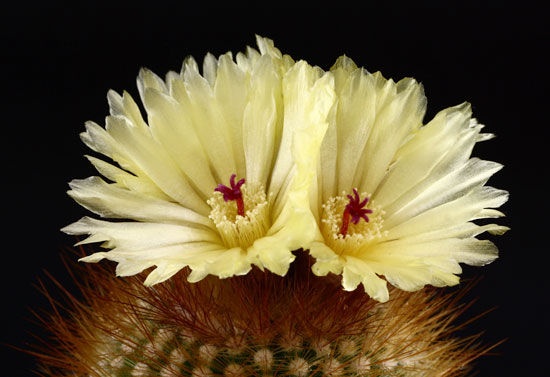 Notocactus-succineus2.jpg