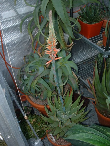Aloe Melanacantha  flowering for the first time