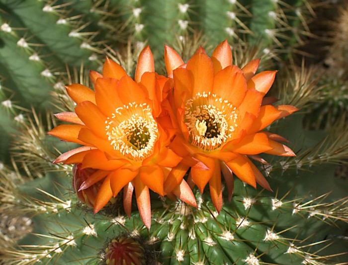 cactus-flowers.jpg