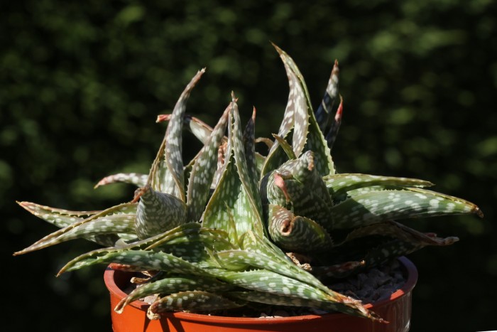 Aloe ruffingianum.jpg