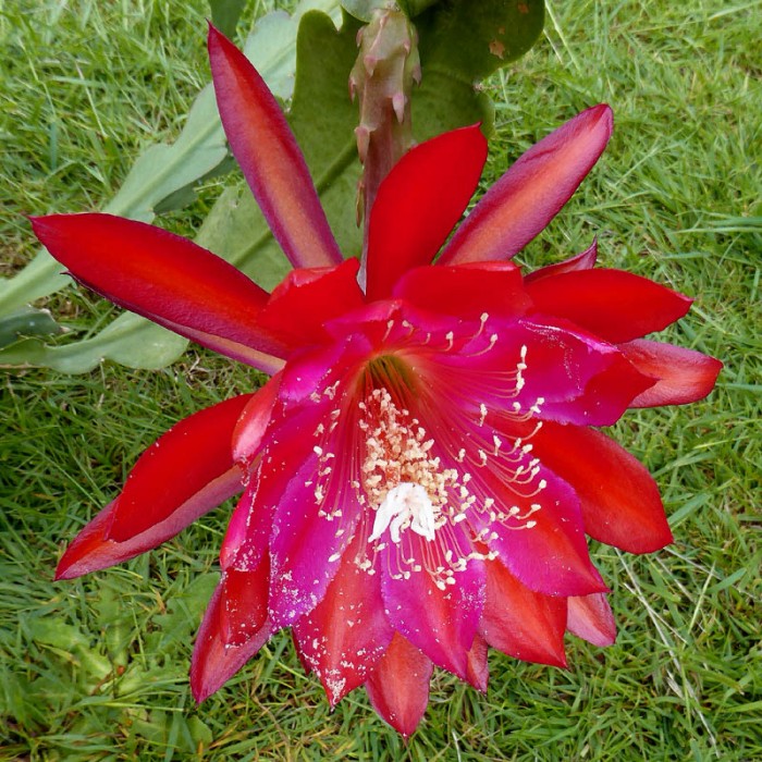 Epiphyllum hybrid (probably Dracula), ex Hollygate Nursery.