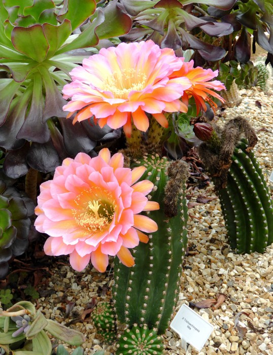 Echinopsis hyb &quot;Nita&quot; planted out in the Cactus Shop main glasshouse 26 June 2015