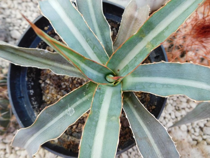 Agave lophantha - own sown plant