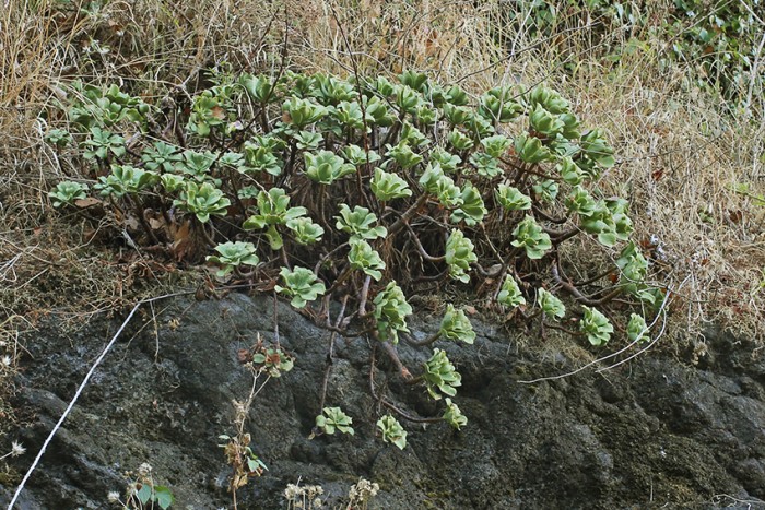 Aeonium glutinosum is common over most of the island, prefering sunny spots.