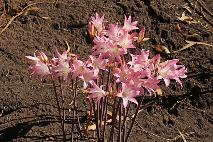 Naturalised from South Africa Amaryllis belladonna, grows all over the island in Autumn