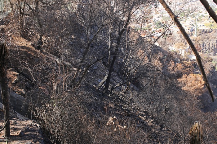 The fires were so extensive, covering huge swathes of forest in the southern half of the island