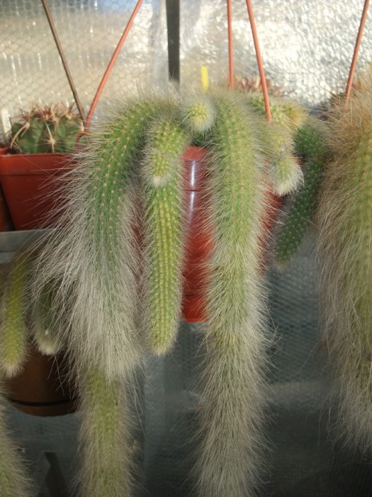cleistocactus col  BCSS sd11_16.jpg
