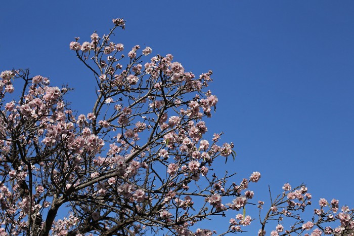 The almond trees were in full bloom and full of bees