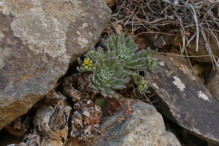 Aeonium simsii nestling in the rocks, complete with flowers