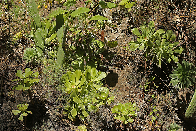 More Aeonium canariense ssp virgineum, along with Opuntia