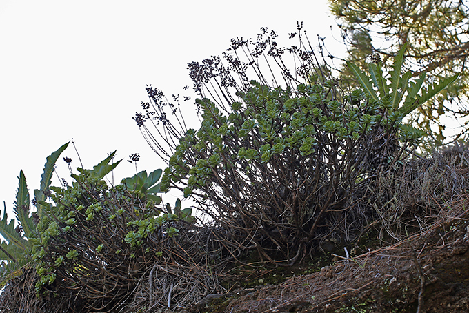 Aeonium spathulatum growing near the Aeonium aureum
