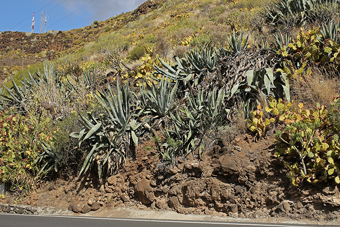 A hillside being taken over by Agaves and Opuntia