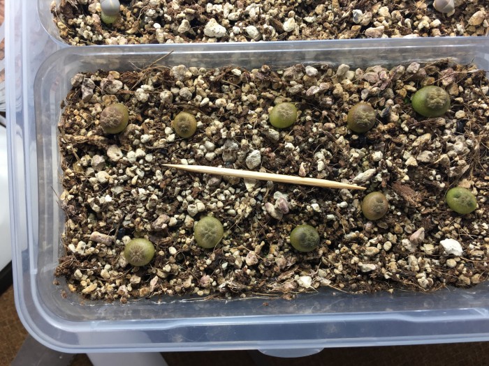 Pseudolithos cubiformis 2.5 months after sowing - 100% germination rate. Toothpick for size.