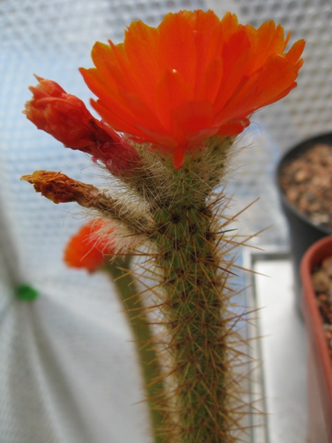 Corryocactus.JPG