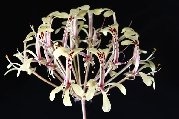 Pelargonium-punctatum.jpg